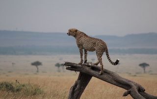 Maasai Mara