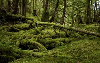 GwaiiHaanas