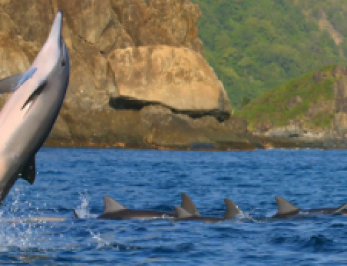 Saving the Spinners: Fernando de Noronha Knows How