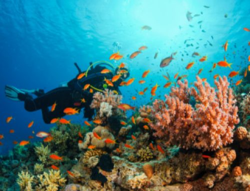 Diving into Sustainable Tourism: How Green Fins Transforms the Dive and Snorkel Industry｜Nov 26th, 2025