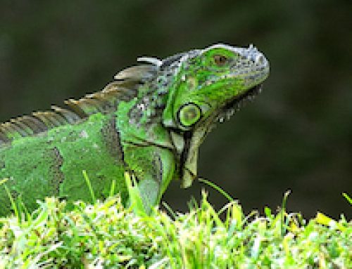 Invasive Alien Species and Tourism: From Awareness to Action｜Nov 20th, 2025