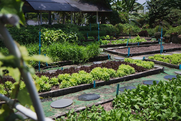 Organic garden at Dusit Thani Pattaya