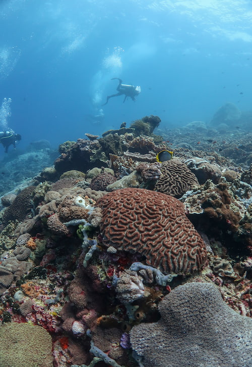 The Reef-World Foundation Impact Report 2024-2025 