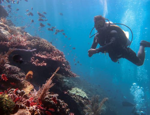 The Reef-World Foundation Impact Report 2024-2025