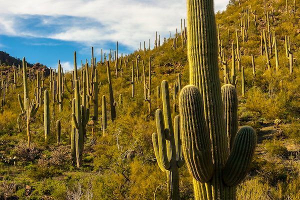 Visit Tucson